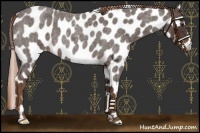 Horse Color:Liver Red Roan Appaloosa 