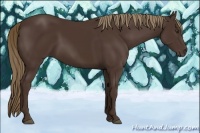 Horse Color:Liver Chestnut 