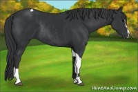Horse Color:Black Tobiano  and Black Sabino Rabicano 