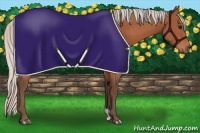 Horse Color:Silver Bay 