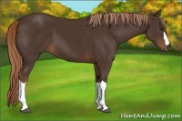 Horse Color:Liver Chestnut 