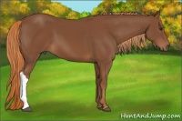 Horse Color:Chestnut 