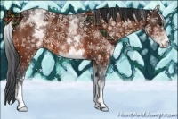 Horse Color:White Spotted Bay 