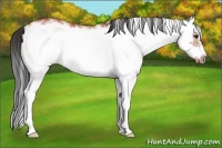 Horse Color:White Spotted Bay Splash Frame 