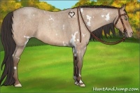 Horse Color:White Spotted Amber Champagne Roan
