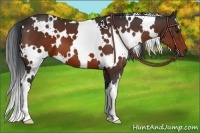 Horse Color:White Spotted Brown 