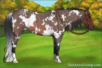 Horse Color:White Spotted Brown Roan 