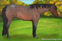 Horse Color:Bay Roan 