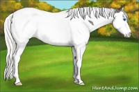 Horse Color:Silver Smoky Black Splash Tobiano Appaloosa 