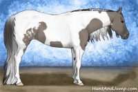 Horse Color:Grullo Tobiano Appaloosa 