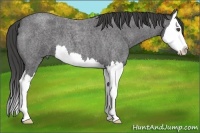 Horse Color:Smoky Blue Roan Splash 