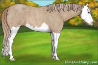 Horse Color:Palomino Roan Splash 