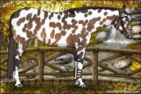 Horse Color:Buckskin Near Leopard 