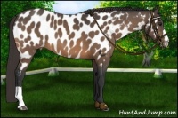 Horse Color:Buckskin Near Leopard 