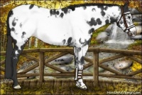 Horse Color:Liver Chestnut Frame Appaloosa 