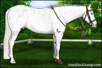 Horse Color:White Spotted Chocolate Silver Classic Champagne Dun Appaloosa 