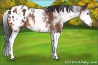 Horse Color:White Spotted Bay Splash Appaloosa 