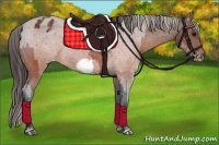 Horse Color:Brown Appaloosa  and Brown Frame Appaloosa 