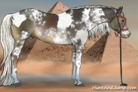 Horse Color:Liver Chestnut Sabino Tobiano and White Spotted Liver Chestnut