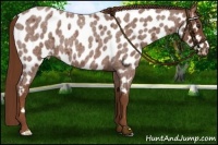 Horse Color:Red Roan Near Leopard 