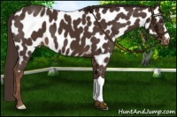 Horse Color:Liver Chestnut Near Leopard 