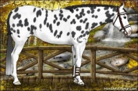 Horse Color:Black Splash Leopard