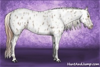 Horse Color:Gold Champagne Ice Appaloosa  and Sable Champagne Ice Appaloosa 