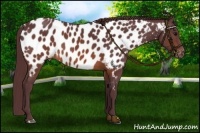 Horse Color:Chocolate Brown Near Leopard 