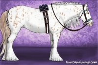 Horse Color:Gold Champagne Appaloosa and Gold Champagne Splash Appaloosa