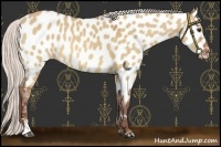 Horse Color:Chocolate Silver Bay Dun Sabino Appaloosa