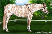 Horse Color:Gold Champagne Appaloosa  and Gold Champagne Splash Appaloosa 