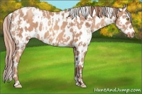 Horse Color:Sable Champagne Appaloosa  and Gold Champagne Appaloosa 