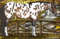 Horse Color:Buckskin Near Leopard 