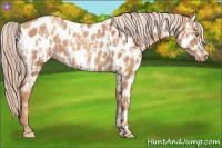 Horse Color:Gold Champagne Appaloosa and Gold Champagne Appaloosa