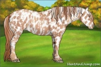 Horse Color:Gold Champagne Appaloosa and Gold Champagne Appaloosa