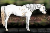 Horse Color:Amber Cream Champagne Appaloosa and Amber Cream Champagne Appaloosa