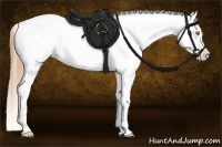 Horse Color:Gold Champagne Appaloosa and Gold Champagne Appaloosa Rabicano