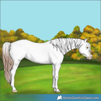 Horse Color:Gold Champagne Appaloosa  and Chestnut Appaloosa 