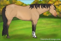 Horse Color:Bay Dun