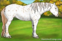 Horse Color:Gold Champagne Appaloosa and Gold Champagne Appaloosa
