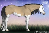 Horse Color:Bay Dun Splash 