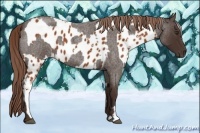 Horse Color:White Spotted Bay Appaloosa  and Liver Red Roan 