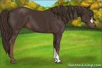 Horse Color:Liver Chestnut 