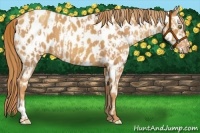 Horse Color:Gold Champagne Appaloosa and Gold Champagne Appaloosa