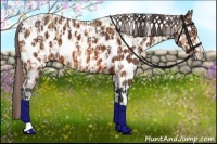 Horse Color:Amber Champagne Appaloosa  and Bay Appaloosa 