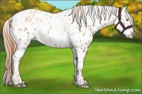 Horse Color:Gold Champagne Appaloosa  and Gold Champagne Appaloosa 