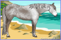 Horse Color:Gray Chestnut 