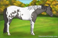 Horse Color:Grullo Tobiano Appaloosa 