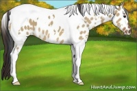 Horse Color:White Spotted Bay Dun Tobiano Leopard 