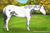 Horse Color:Blue Roan Splash Tobiano Rabicano 